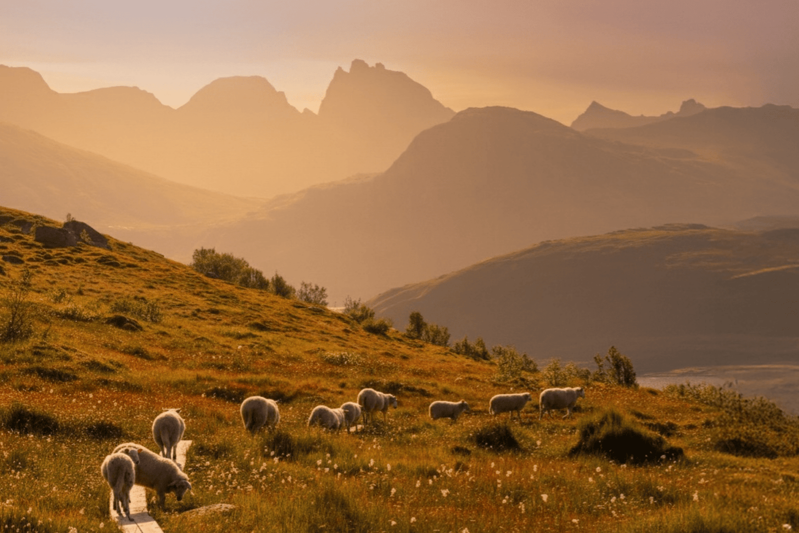 The Environmental Cost Of Online Returns - MENIQUE